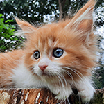 Kotka Maine Coon