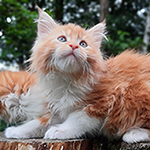 Kotka Maine Coon