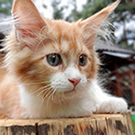 Kotka Maine Coon