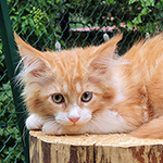 Kotka Maine Coon