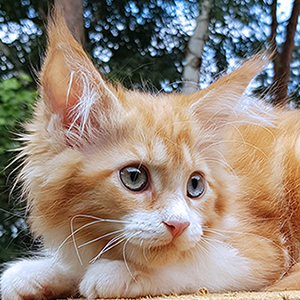 Kotka Maine Coon