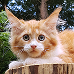 Kotka Maine Coon