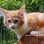 Kotka Maine Coon