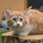 Kotka Maine Coon