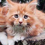 Kocurek Maine Coon