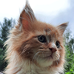 Kocurek Maine Coon