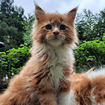 Kocurek Maine Coon