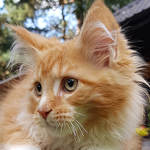 Kocurek Maine Coon