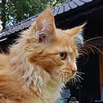 Kocurek Maine Coon