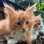 Kocurek Maine Coon