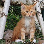 Kocurek Maine Coon