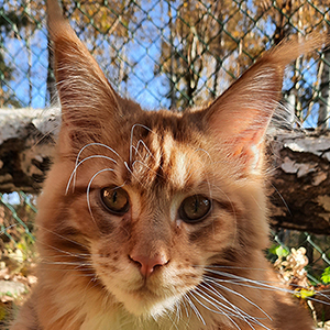 Kocurek Maine Coon