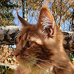 Kocurek Maine Coon