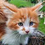 Kocurek Maine Coon