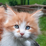 Kocurek Maine Coon