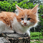 Kocurek Maine Coon