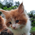 Kocurek Maine Coon