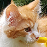 Kocurek Maine Coon