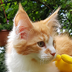 Kocurek Maine Coon