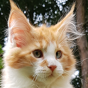 Kocurek Maine Coon