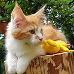 Kocurek Maine Coon