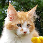 Kocurek Maine Coon