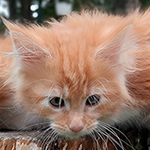 Kotka Maine Coon