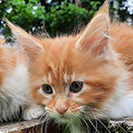 Kotka Maine Coon