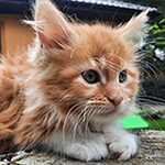 Kotka Maine Coon