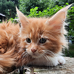 Kotka Maine Coon