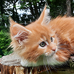 Kotka Maine Coon