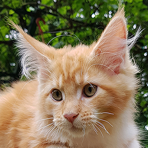 Kotka Maine Coon