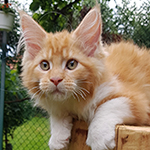 Kotka Maine Coon