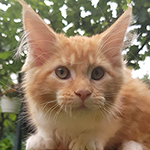 Kotka Maine Coon