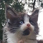 Kocurek Maine Coon