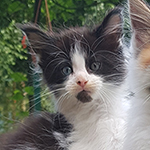 Kocurek Maine Coon