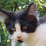 Kocurek Maine Coon