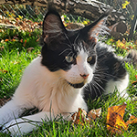 Kocurek Maine Coon