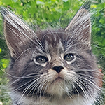 Kocurek Maine Coon