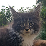 Kocurek Maine Coon