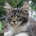 Kocurek Maine Coon