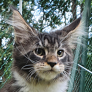 Kotka Maine Coon