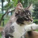 Kocurek Maine Coon