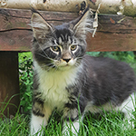 Kocurek Maine Coon