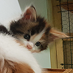 Kotka Maine Coon