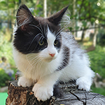 Kocurek Maine Coon