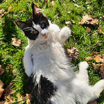 Kocurek Maine Coon