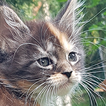 Kotka Maine Coon