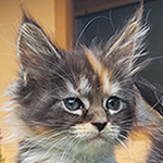 Kotka Maine Coon