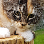 Kotka Maine Coon
